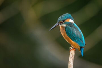 kingfisher on the branch