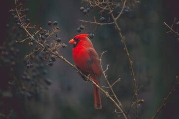 red cardinal on a branch