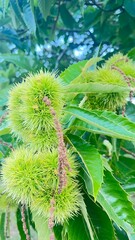 TEXTURAS VERDES DE LA NATURALEZA . PLANTAS Y NATURALEZA EN ESTADO PURO 