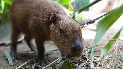 capybara pet eating
