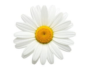 daisy isolated on white background
