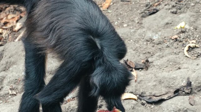 Black Spider Monkey Enjoys a Piece of Watermelon