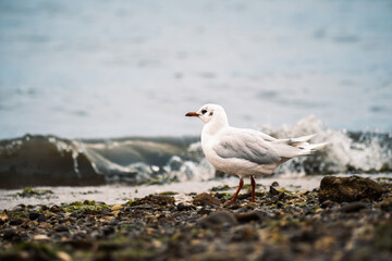 Brown-hooded gull (Chroicocephalus maculipennis) on the beach of Castro, Chilo? Archipelago, Chile. During the breeding season, it develops a beautiful brown hood.