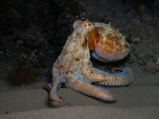 Cool octopus wants to play