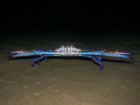 Blue swimming crab