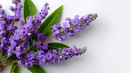 Purple chasteberry flowers (Vitex agnus-castus), lilac spike wild flower on clean white background, Abraham's balm, lilac chastetree, or monk's pepper	
