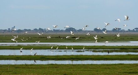 A flock of birds flying over lakes in Akagera National Park, Rwanda.