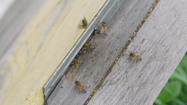 Energetic bees  are entering wooden beehive with honey. Pollen is put into cells of honeycomb. Worker bees walk and work inside hive in apiary