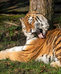 Tiger cat predator animal wildlife nature grass tongue lick clean fur stripe zoo relax summer sun big beautiful orange black