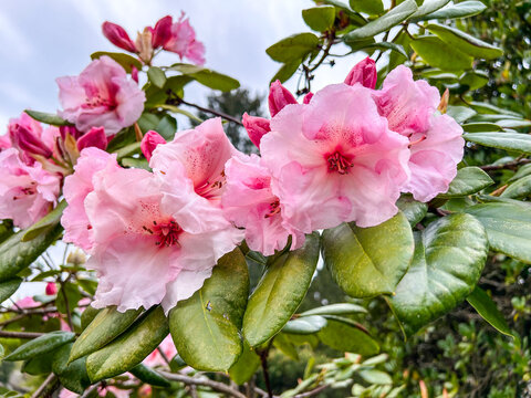 Pacific Rhododendron" Images  Browse 452 Stock Photos, Vectors, and Video  | Adobe Stock