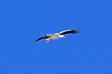 une cigogne en plein vol