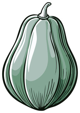 Illustration of a green Chayote squash, vector style