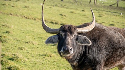 Buffalo water horn animal mammal wildlife nature farm field grass green large strong cattle asia domestic portrait face beautiful power