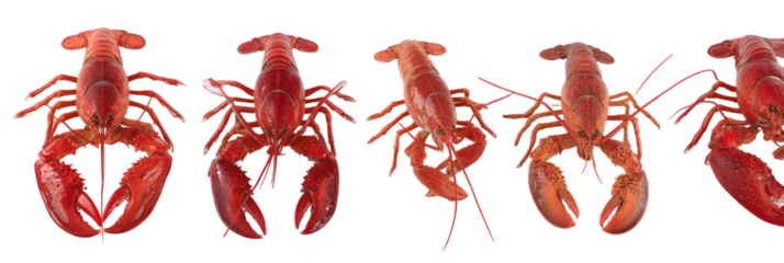 Row of red lobsters, isolated on black