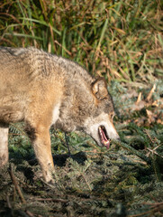 Wolf predator animal wildlife nature forest wild danger pack canine dog mouth tooth howl snarl fur grey carnivore mammal beautiful