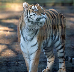 Tiger cat predator animal wildlife nature zoo stripe fur beautiful wild power strength majestic orange look pose elegant carnivore mammal