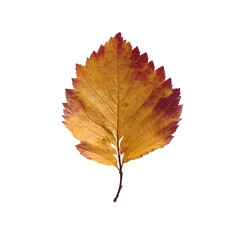 PNG single dry maple leaf on isolated background