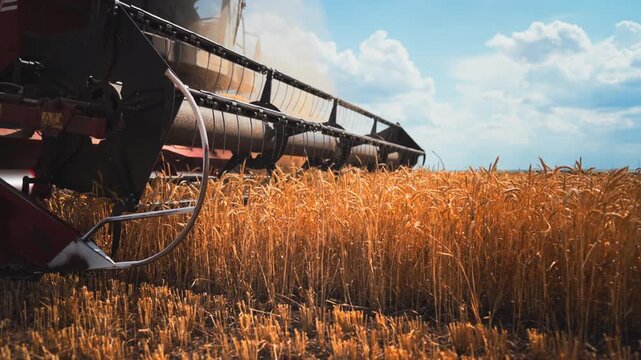 Harvesting wheat or rye in agricultural region, closeup view of machinery blades . Agricultural harvester combine working in golden field in summer, details view, innovation and technology in agronomy