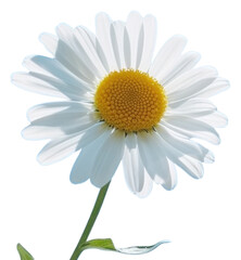 Naklejka premium PNG Flower daisy petal plant.