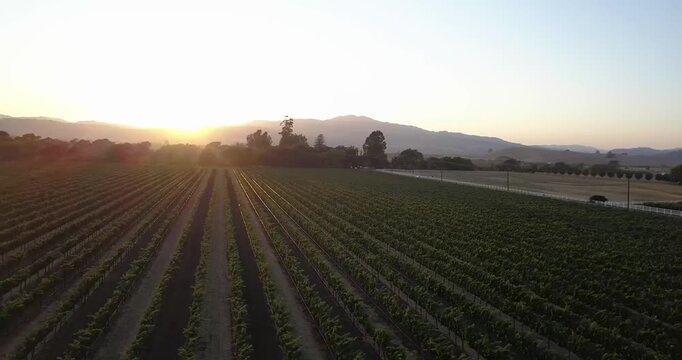 Cinematic 4K drone footage of Suisun Valley vineyards at sunset near Fairfield, CA. Golden hour light over rolling hills, grapevines, and farmland in California&rsquo;s hidden wine country.