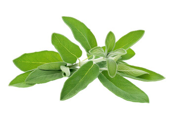 Obraz premium fresh green sage leaves isolated on white or transparent png