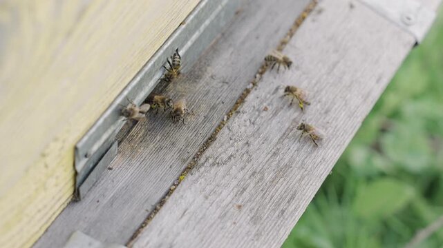Energetic bees  are entering wooden beehive with honey. Pollen is put into cells of honeycomb. Worker bees walk and work inside hive in apiary