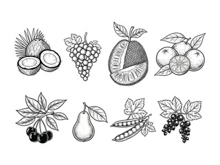 Orchard's Bounty: A hand-drawn display of tropical and temperate fruits including coconut, grapes, jackfruit, oranges, cherries, pear, pea, and currant.