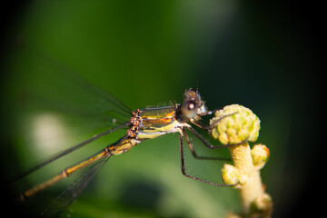 Dragonfly on a leaf