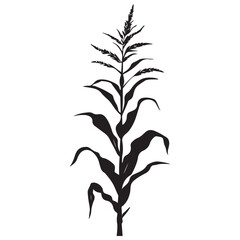 Corn Stalk Silhouette, Illustration Isolated On White Background 