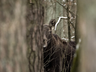 Łoś  © Mati