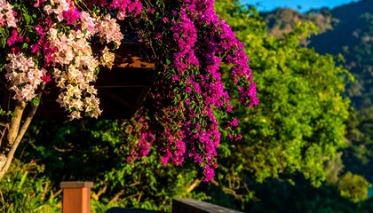 Vibrant flowers cascading over a wooden pergola