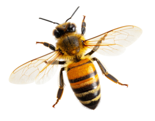  Bee Approaching Flower with Proboscis Extended, Top-Down Macro View