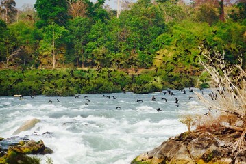 The flock of birds flying over the river.