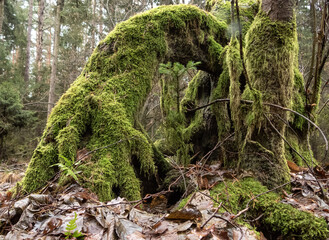 Młode pokolenie lasu  © Mati