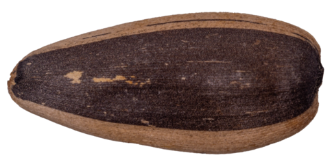  One big sunflower seed in shell close up on white background