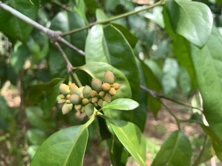 various types of plants in the forest