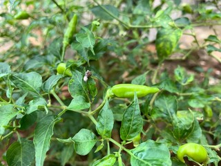 various types of plants in the forest