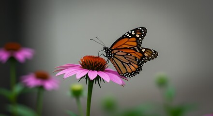 Photography spotlight: A closeup of a monarch butterfly (Danaus plexippus) on a pink flower in a garden on blurred background