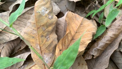 various types of plants in the forest