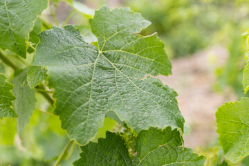 Close-Up of Green Grape Leaf in Vineyard on a Sunny Day