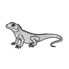 lizard on white background