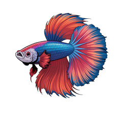 Fototapeta premium Vibrant Red and Blue Betta Fish, Detailed Illustration