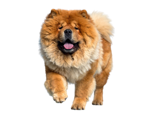  Front View of Running Chow Chow Dog with Tongue Out, Ground-Level Perspective