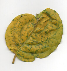 Discolored leaf with yellow and green spots. Plant disease concept, yellowing leaf with spots.