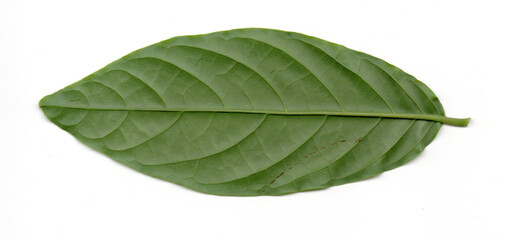 Horizontal green leaf with detailed veins. Single leaf, close-up texture.