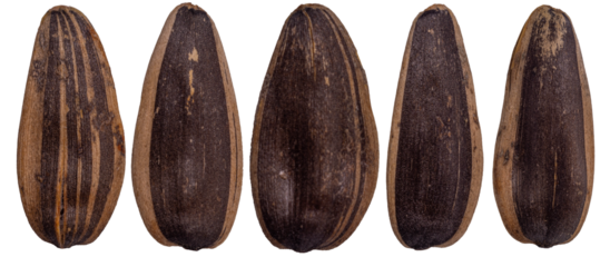 Isolated collection of big sunflower seeds in shell on white background