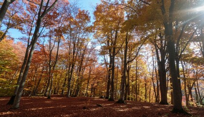 Obraz premium Colorful fall leaves carpet a sun-drenched forest path under a canopy of golden trees