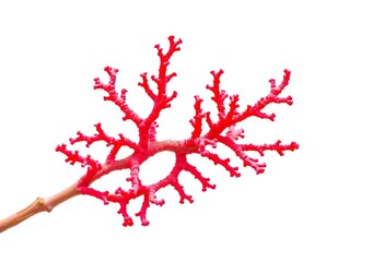 Intricate, vibrant coral branch isolated on pure white ,  ecology,  underwater