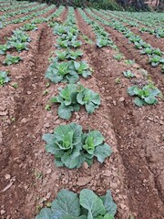 rows of lettuce in the garden