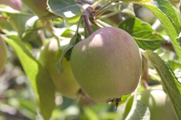 Small apples on tree